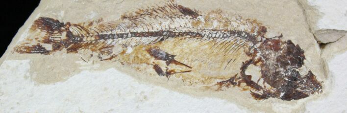 Cretaceous Fossil Fish (Hajulia sp) - Lebanon #24121